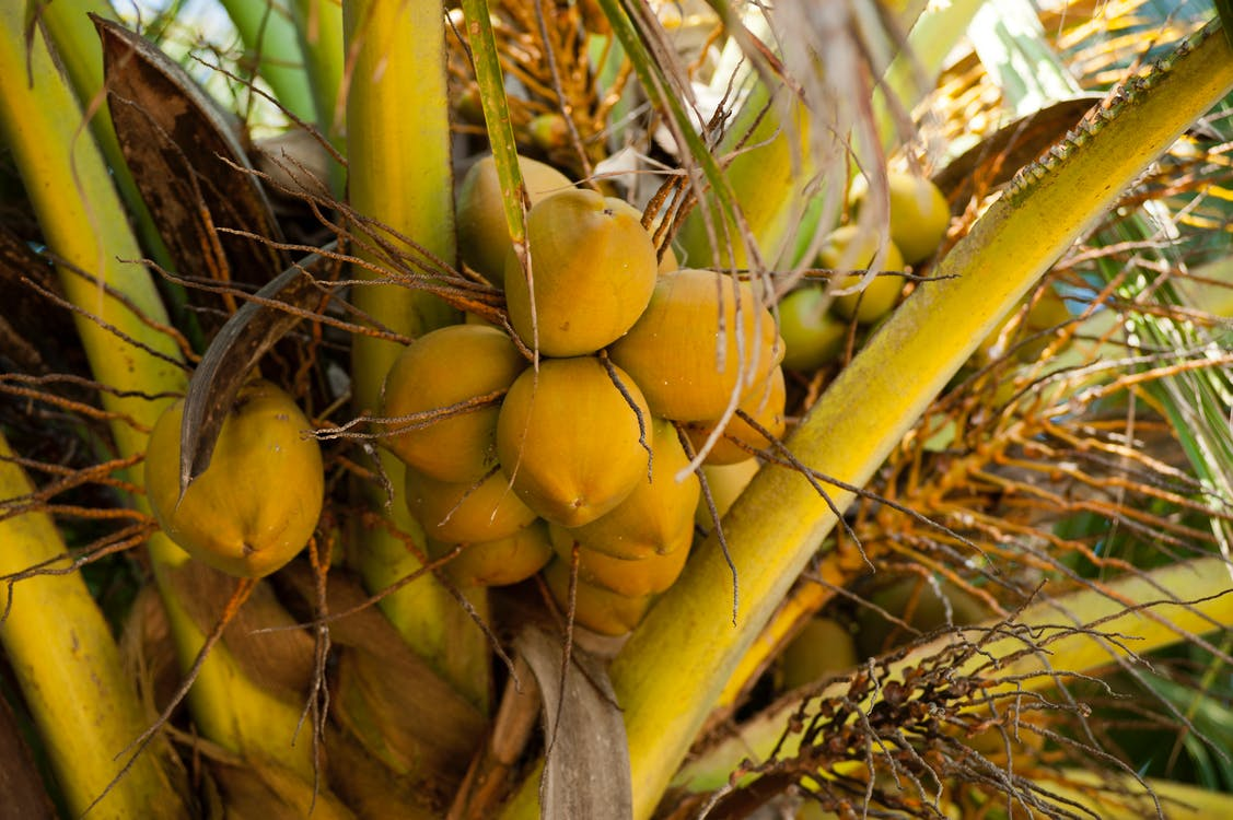 Life Cycle Of A Coconut